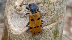 Trichodes octopunctatus