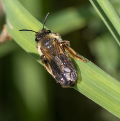 Andrena