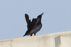Quiscalus mexicanus