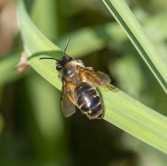 Andrena