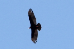 Cathartes aura