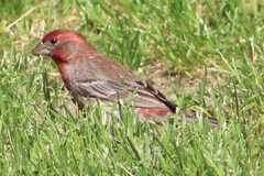 Haemorhous mexicanus
