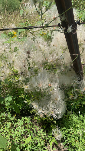 Old Man's Beard Clematis