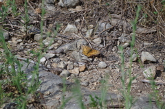 Euptoieta claudia