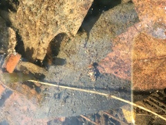 Laccophilus maculosus