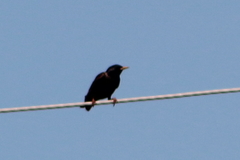 Sturnus vulgaris