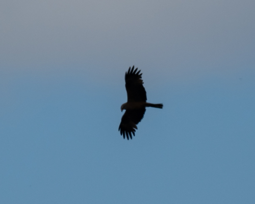 Black Kite