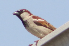 Passer domesticus