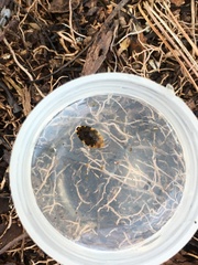 Laccophilus maculosus