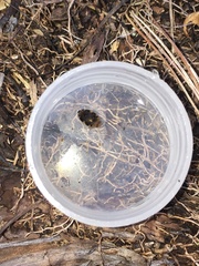 Laccophilus maculosus