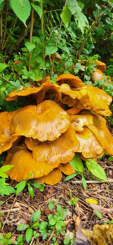 Eastern American jack-o'-lantern · July 2026 · photo: Photo: (c) Juniper Meredyk, some rights reserved (CC BY) · iNaturalist