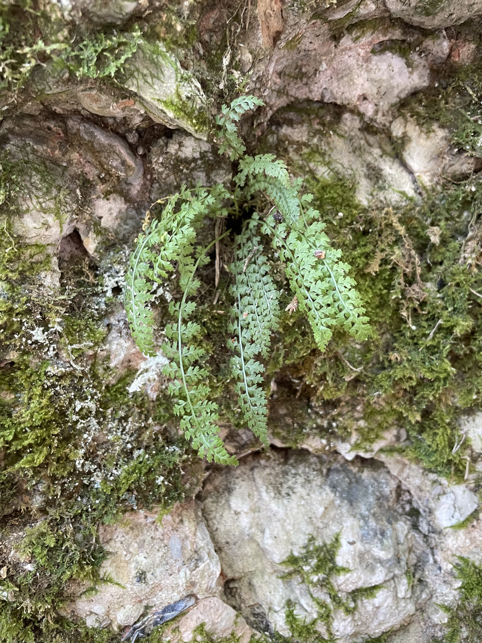 Asplenium fontanum