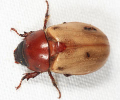 Cyclocephala melanocephala