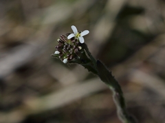 Arabis hirsuta