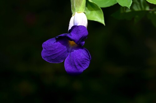 Bush Thunbergia