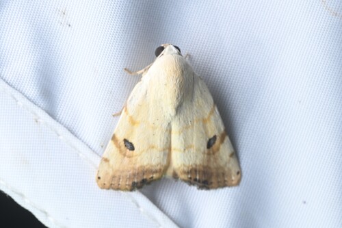 Cream Drab