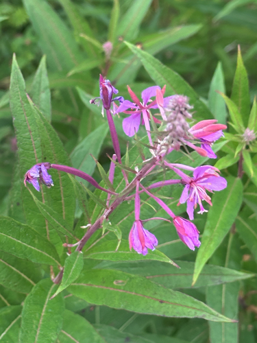 fireweed