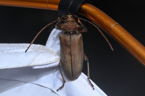 Neoplocaederus obesus
