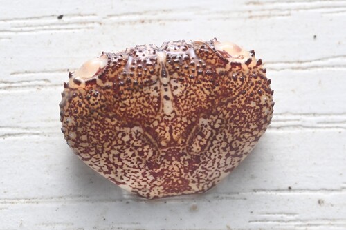 Ferocious reef crab
