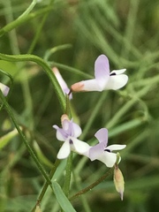 Vicia tetrasperma