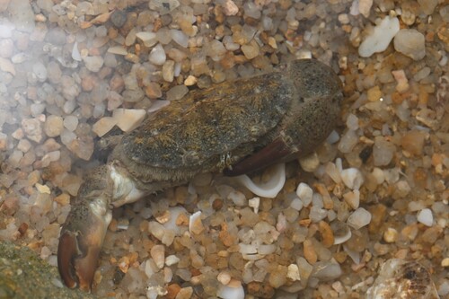 Leptodius affinis