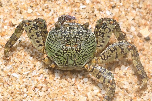 Mottled Lightfoot Crab