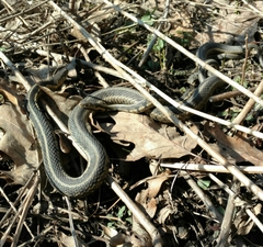 Thamnophis sirtalis semifasciatus