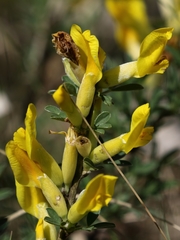 Chamaecytisus ratisbonensis