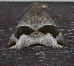 Bastilla solomonensis