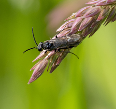 Dolerus puncticollis