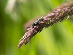 Dolerus puncticollis