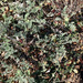 Ambrosia pumila - Photo (c) marzduffy,  זכויות יוצרים חלקיות (CC BY-NC), uploaded by marzduffy