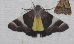 Niceteria macrocosma