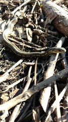 Thamnophis sirtalis semifasciatus