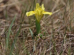 Iris arenaria