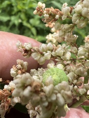 Koenigia phytolaccifolia, photograph (c) Steve Matson, some rights reserved (CC BY)