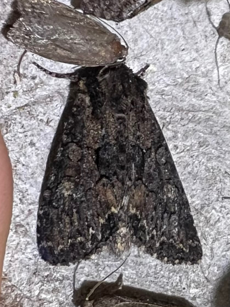 Faint-W Sallow