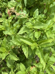 Koenigia phytolaccifolia, photograph (c) Steve Matson, some rights reserved (CC BY)