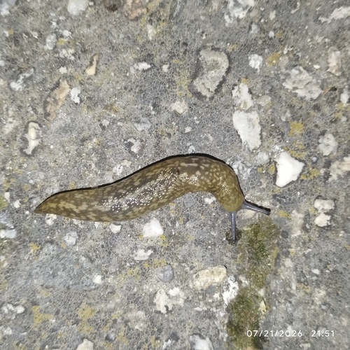 Yellow Cellar Slug