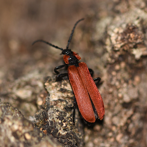 Lygistopterus sanguineus