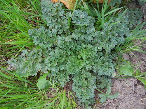 Pievinė žilė nuotrauka