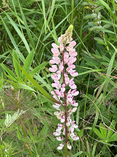 Large-leaved lupine