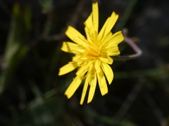 Hieracium glaucinum