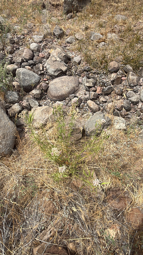 narrowleaf milkweed