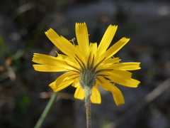 Hieracium glaucinum