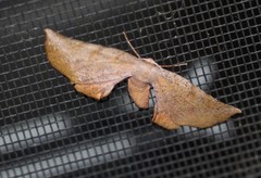 Parepisparis multicolora