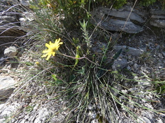 Hieracium glaucinum