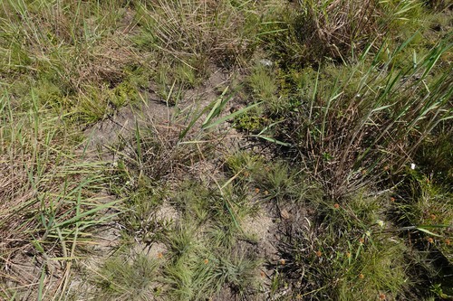 Rhynchospora barbata observed 2026-07-16
