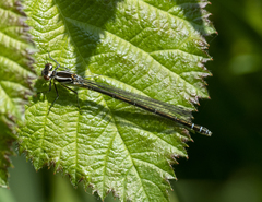 Coenagrion puella