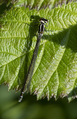 Coenagrion puella